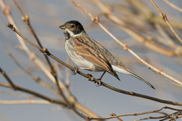 Wildlife sightings for 27th December 2022